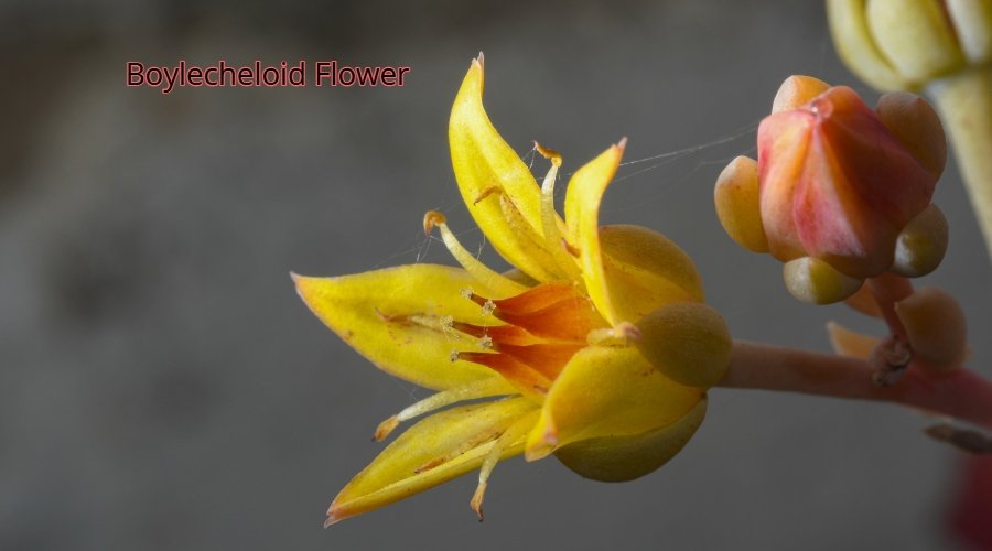 Boylecheloid Flower