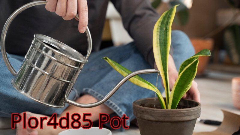 Plor4d85 Pot