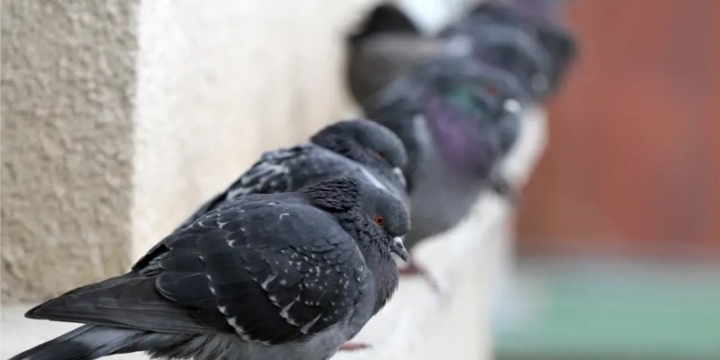 How Melbourne Property Owners Reduce Pest and Bird Problems
