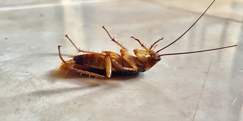 Protecting Brisbane Properties from Termites and German Cockroaches